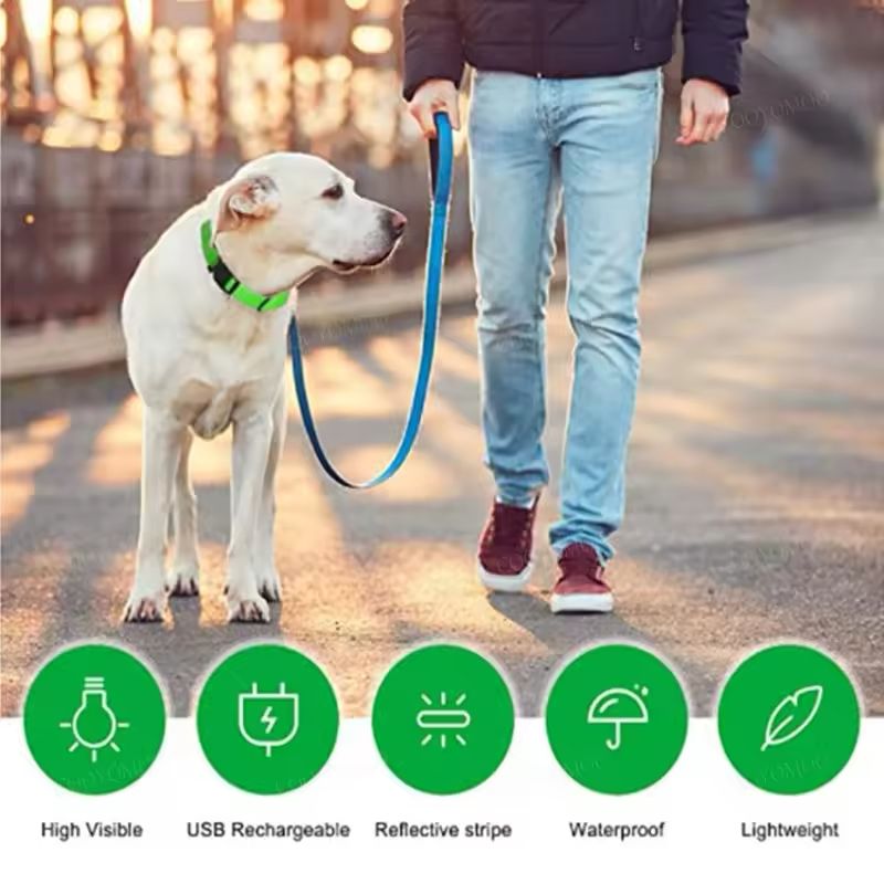 led collar